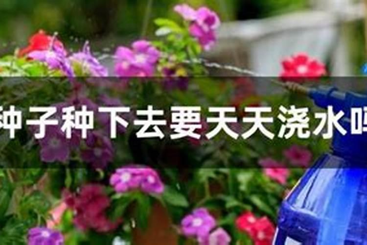 种地小白必知,一斤尿素需要多少水浇灌蔬菜呢？