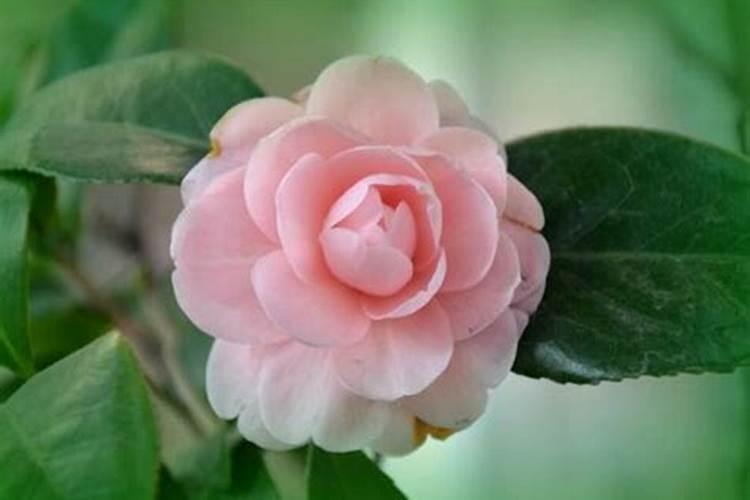 茶花育蕾期如何施肥浇水(山茶花有花苞时怎样施肥和管理)