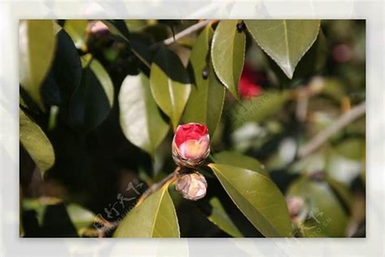 茶花育蕾期如何施肥浇水