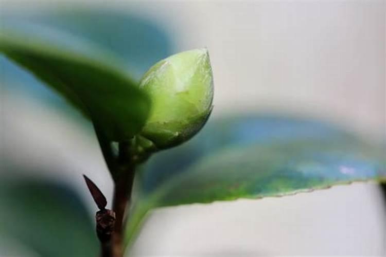 茶花花苞期施肥,稀薄磷钾肥料可延长花期