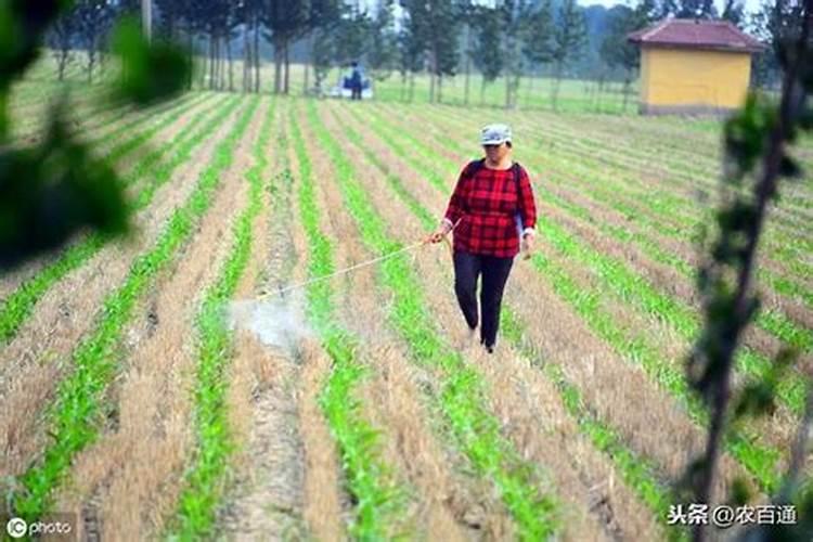 玉米烂心用什么农药治