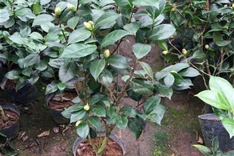 秋季已现花苞的茶花如何施肥和促花 要注意几件事
