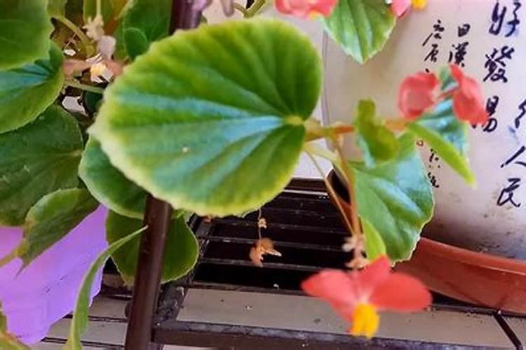 青海最重要的矿产资源是什么？