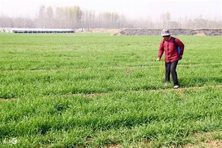 年前小麦旺长有什么办法