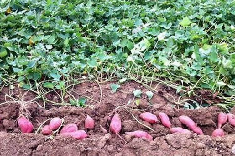 甜薯高产种植技术要点