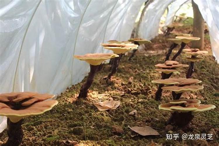 茉莉花施肥使得太多把小嫩芽都烧死了怎么办呀