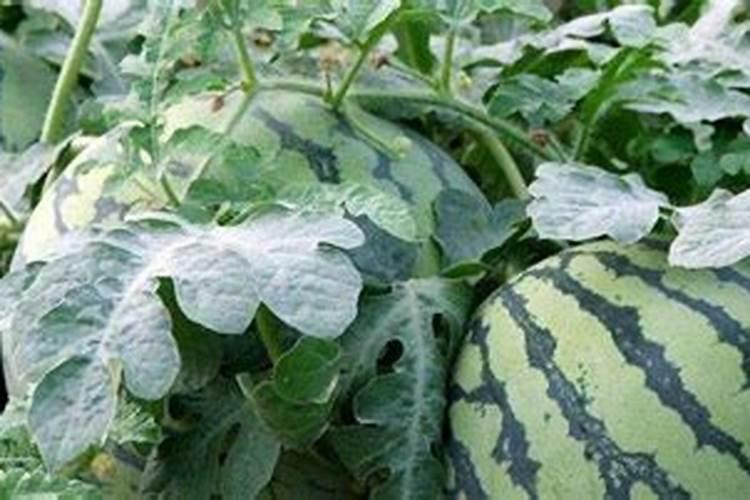 西瓜施肥时间 西瓜最佳施肥时间