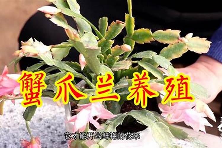 西红柿用什么钾肥好