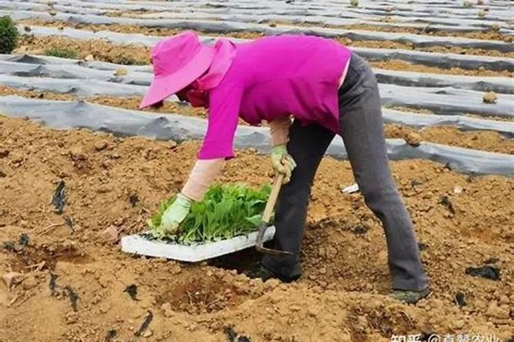 小树怎样生根快杀虫 如何使树木快速生根