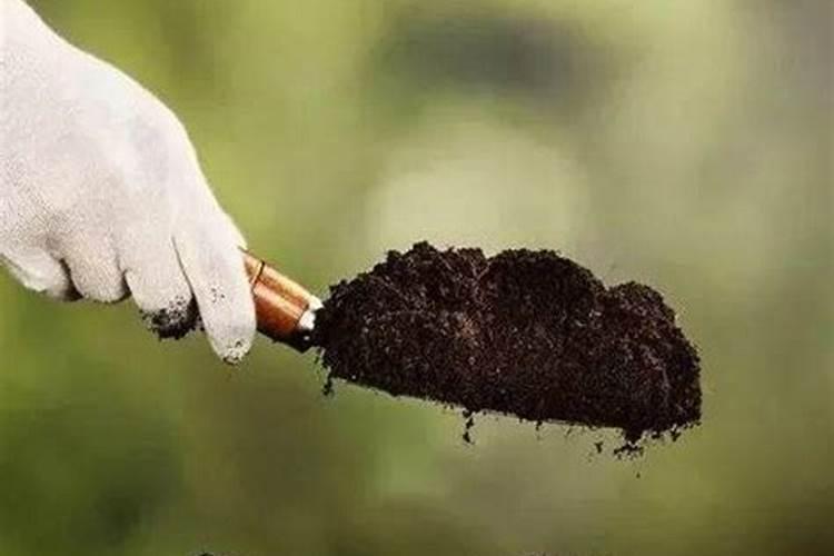 草莓开花结果期施什么肥