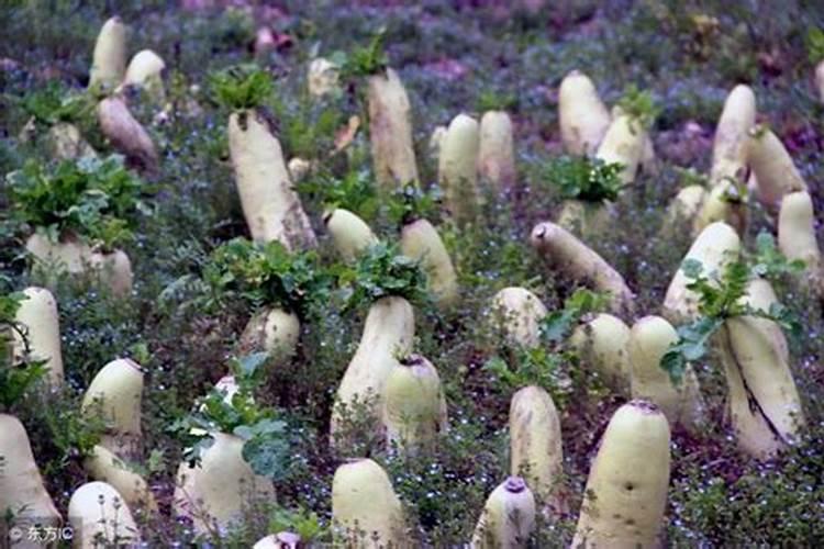 洋葱定植前撒什么化肥