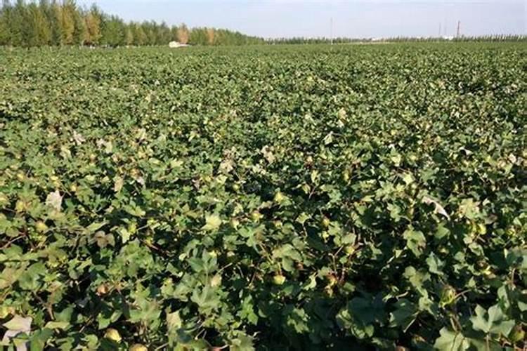 你知道有哪些战略性矿产资源吗？