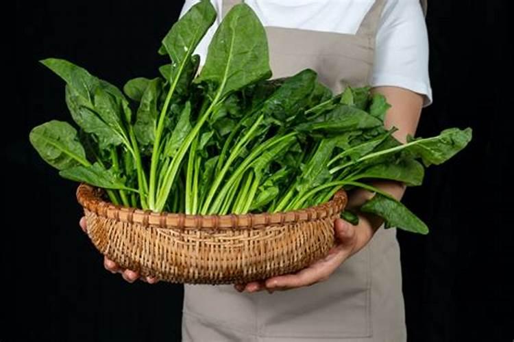 植物缺钙怎么解决？什么钙肥补充效果更好？