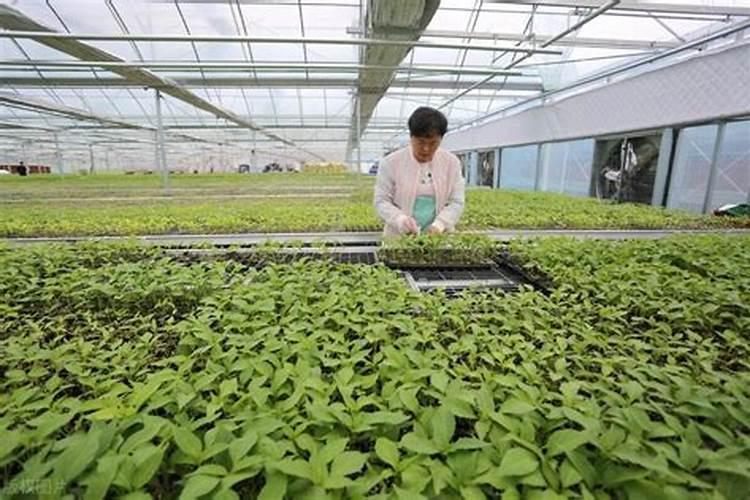 温室大棚黄瓜底肥怎样施肥？施多少为好