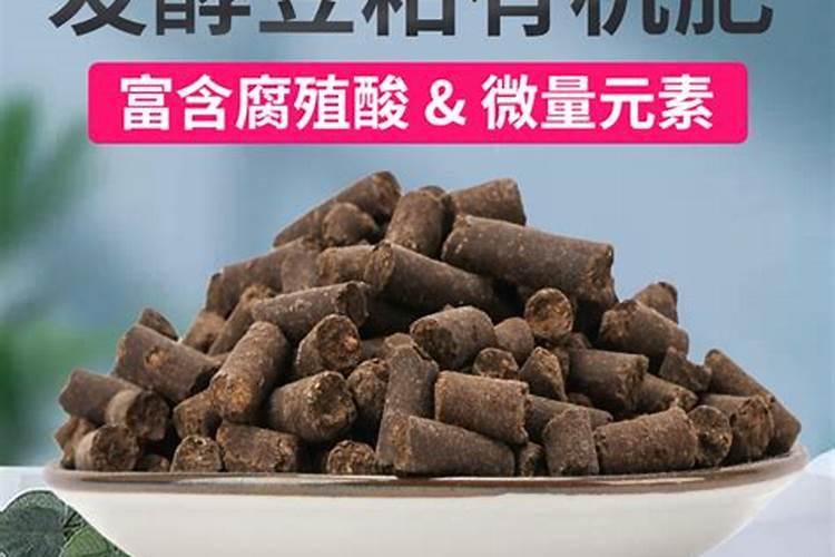 秋天如何给月季施豆粕肥料？