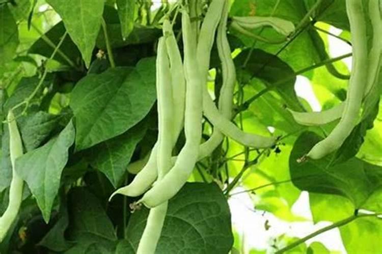 烟草复合肥的氮磷钾比例是多少？四川宜宾当地烤烟移栽的基肥有哪些量是...