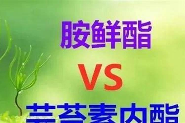 水溶肥是什么肥料