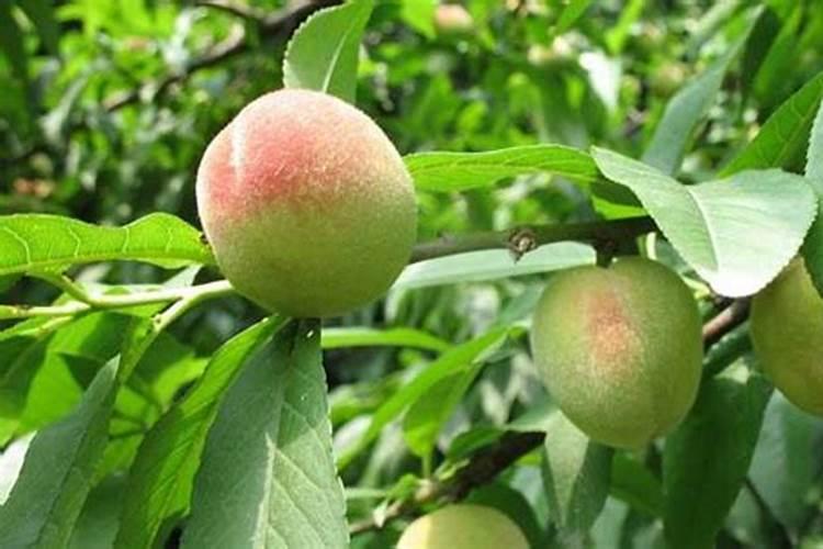 改良酸性土壤一般选用的试剂有哪些