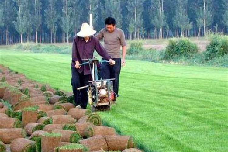 海藻精对植物的作用(肥料海藻精使农作物提早成熟提高产量)