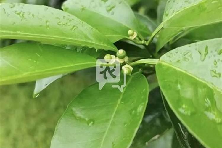 叶面肥隔几天喷一次最合适