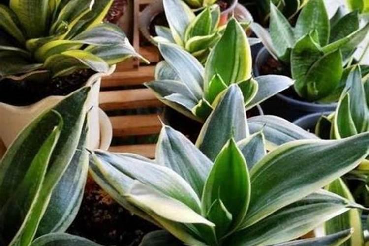 请问,种植大葱应施什么肥料,怎么施