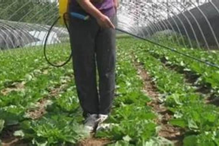 藤稔葡萄苗品种怎么样,种植时需要注意什么？(上)