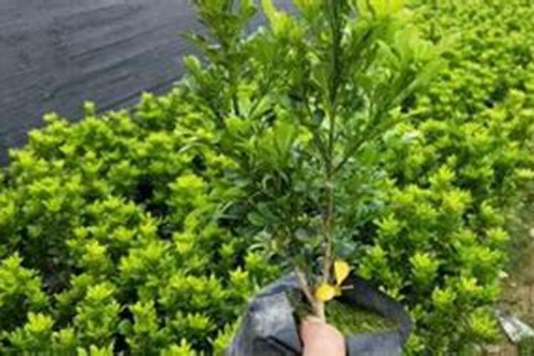 大姜生根壮苗用什么冲施肥？