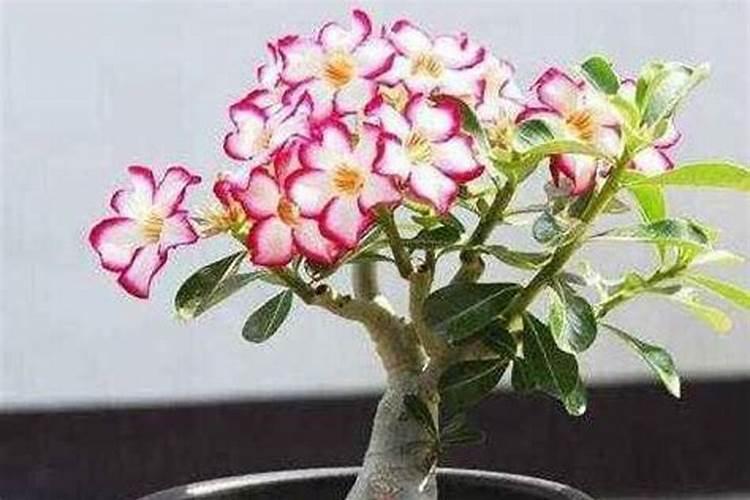 果树促花用什么叶面肥好？