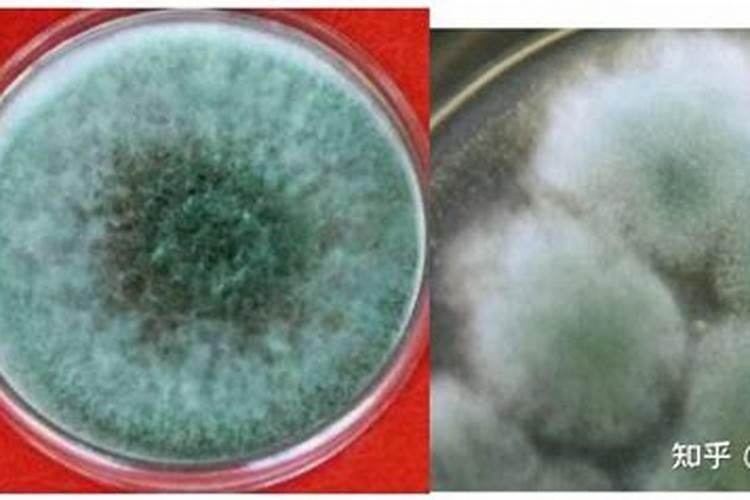 气温26至27摄氏度可以给蓝莓打叶面肥吗？