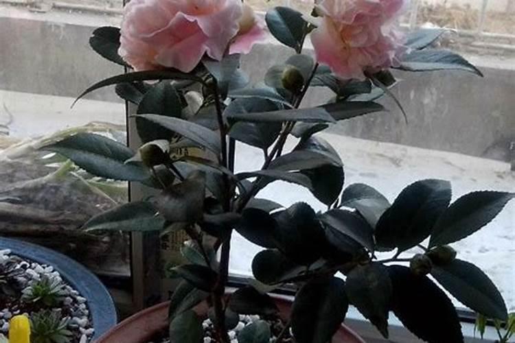 怎么给户外地栽茶花施肥