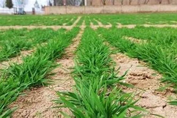 小麦硼肥的最佳使用时期