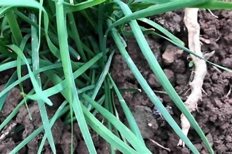 芦荟原产地在哪里