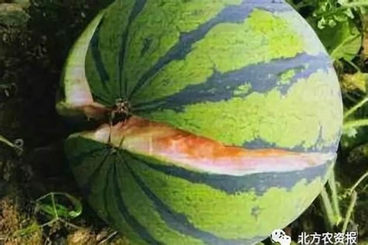 农药芸苔素有什么作用