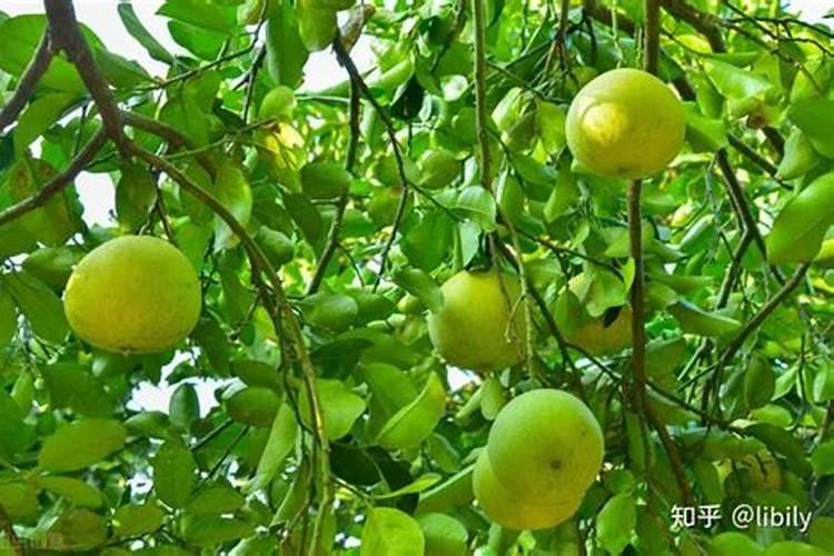 花卉施肥方法与注意事项是什么 花卉施肥方法与注意事项