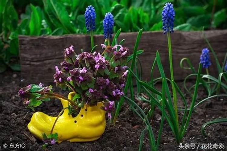 碗莲夏天怎样追肥花卉百科