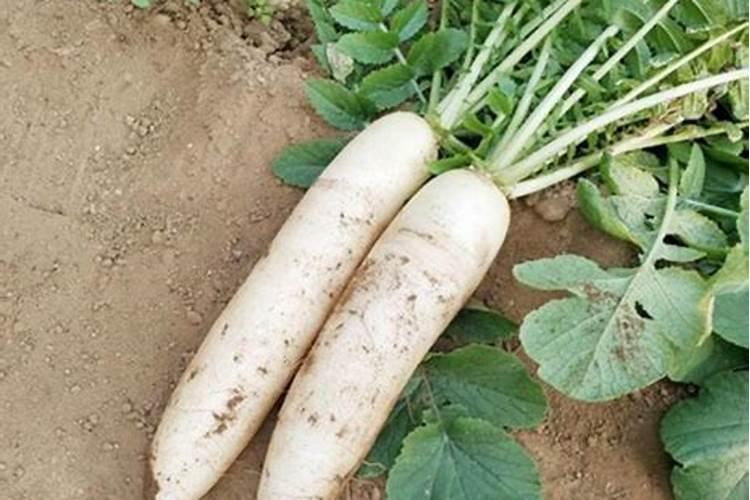 月季花施肥施什么肥料