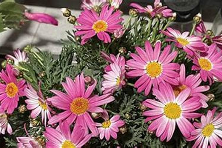 怎样合理使用硫酸钾？