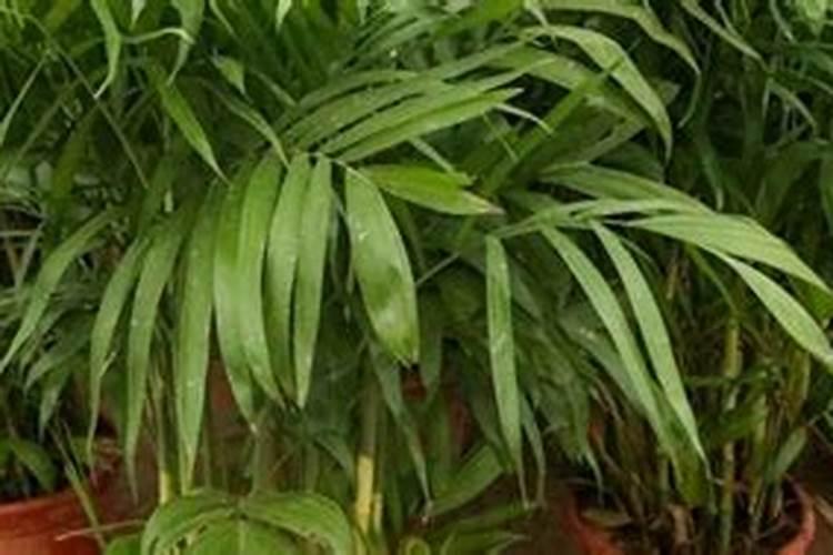 夏威夷竹适合放在哪里