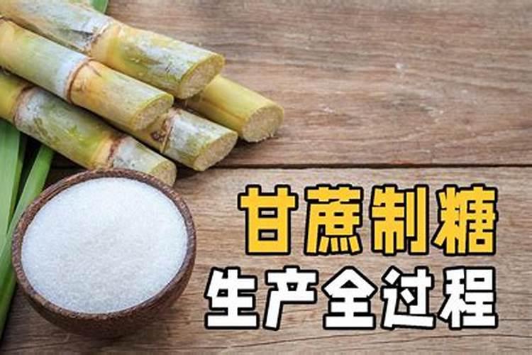 野生金弹子下山桩怎么养护