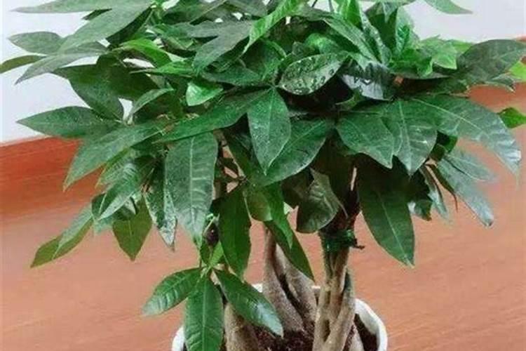 过年吃剩的果皮菜叶不要丢,可制作成快速、无臭且简单的酵素肥