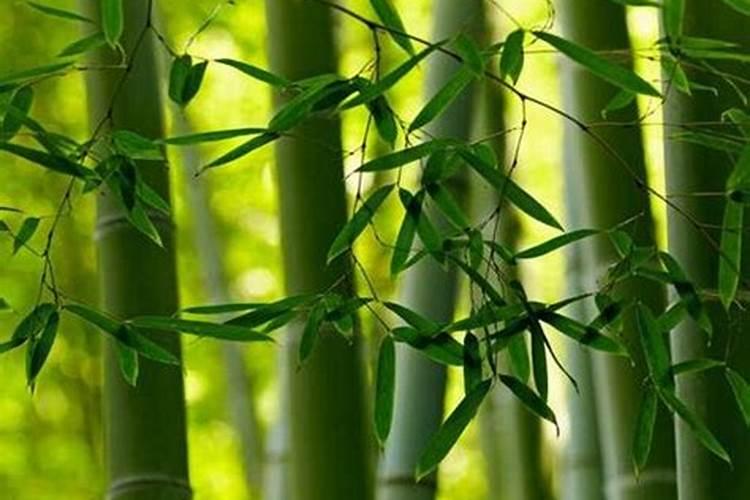 家里养的竹子用什么肥料最好