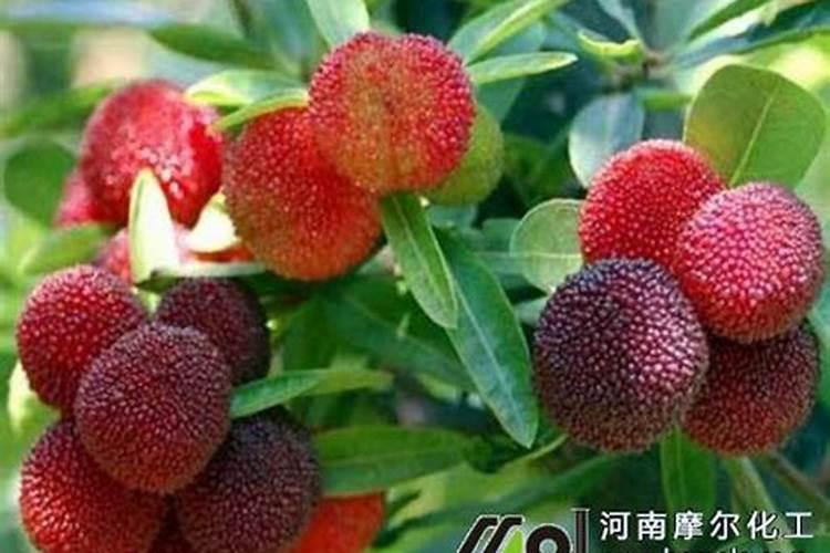 杨梅树甚么时候施肥最好