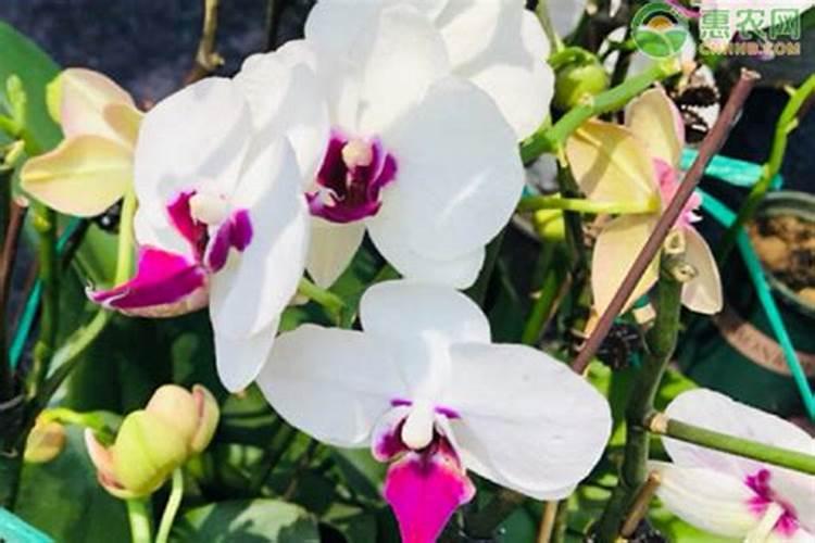 蝴蝶兰花肥用什么合适