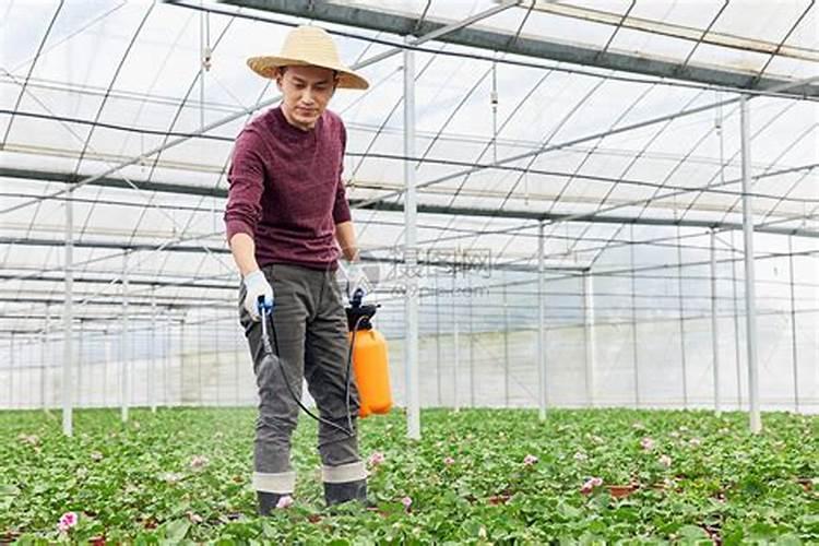 西瓜藤要不要掐尖