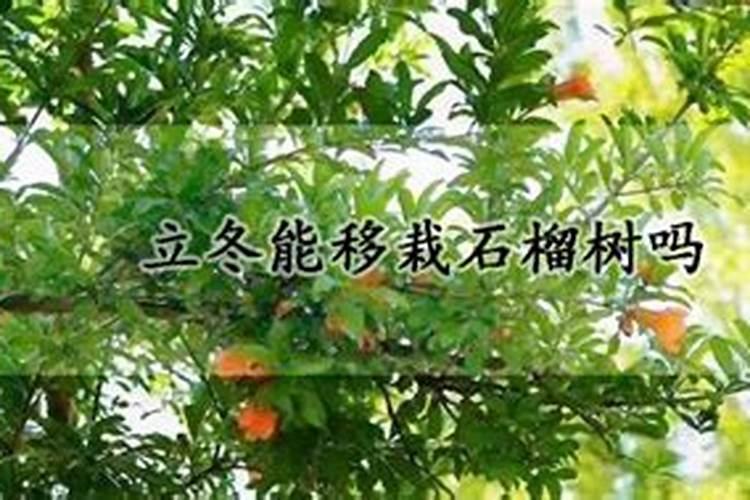 请问,石榴在入冬前最后一次施肥在什么时候最好？