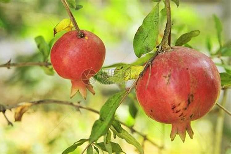 石榴树防冻的最佳方法？