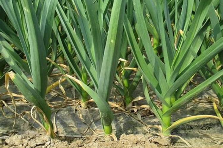 大蒜冲施肥用什么肥料好