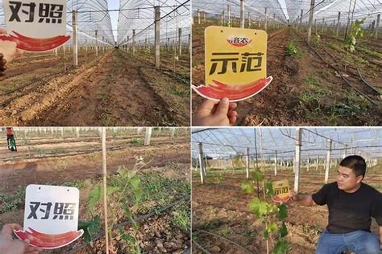 玉米叶面肥哪种最好