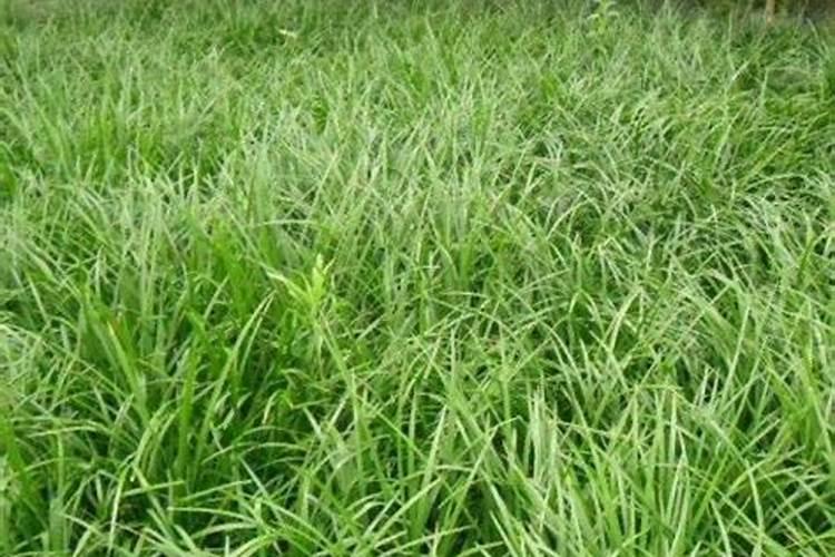 麦冬追什么肥好