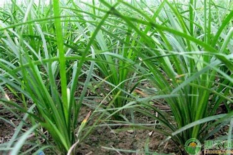 麦冬现在兰肥料用什么化肥最好